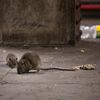 NYC Rat Complaints Are Down, But Experts Expect That To Change As City Reopens